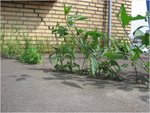 IMG_0637