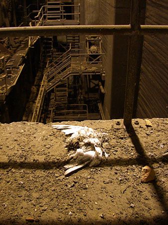 36-taube abgrund.jpg
