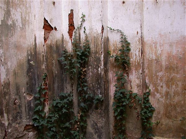codongo farm - 013.jpg