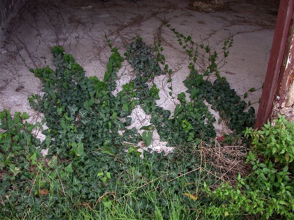 codongo farm - 047.jpg